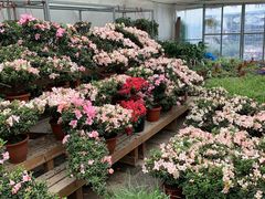 -龙大花卉苗木市场