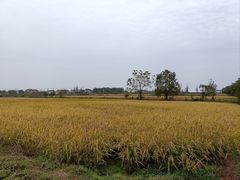 -池杉湖湿地公园