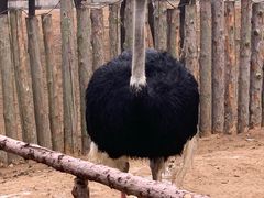 -青岛森林野生动物世界