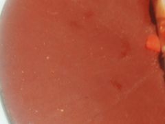 -棒约翰比萨·意面(君尚3019店)