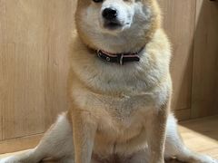 -是阿柴呀！柴犬咖啡·爱喵喵猫咖