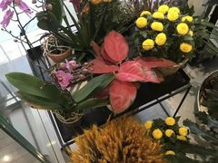 -植物学家的女儿(北马道巷店)