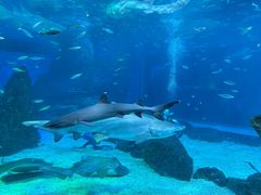 -海合安成都极地海洋公园
