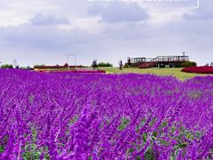 -空港花田景区