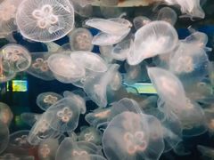 -重庆欢乐海底世界
