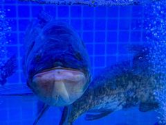 -有藕有鱼·湖北菜(唐家墩店)