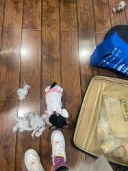 -孕视觉专业孕妇摄影(天津南开店)