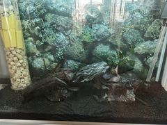 -大自然花鸟鱼虫市场
