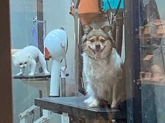 -PETKIT小佩宠物·低压洗护(国顺东路店)