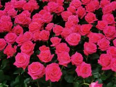 -新世界大丸百货