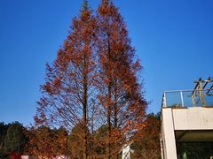 -铁山坪森林公园