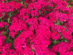 -松山湖梦幻百花洲