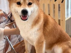 -共舞时光猫咖·狗咖(新街口店)