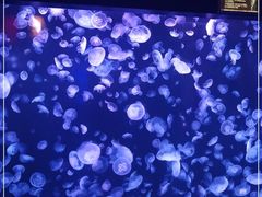 -太平洋海底世界博览馆·展览厅