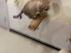 -共舞时光猫咖·狗咖(新街口店)