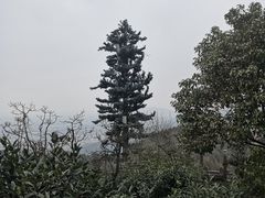 -杭州半山国家森林公园