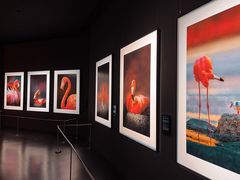 -罗红摄影艺术馆