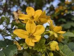 -黄埔油麻山森林公园