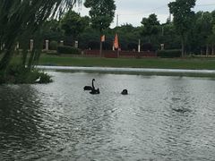 -明珠湖天鹅苑·农家菜馆