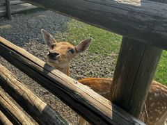-苏州太湖西山岛开心农场