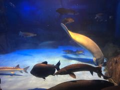 -烟台海昌鲸鲨海洋公园