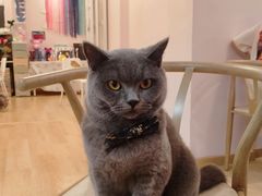 -猫咪派对(江南西店)
