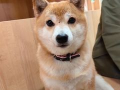 -是阿柴呀！柴犬咖啡·爱喵喵猫咖