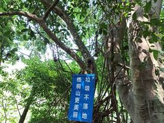 -梧桐山风景名胜区