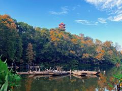 -深圳仙湖植物园