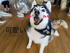 -Husky Go! 哈士奇体验馆·宠物咖啡厅狗咖