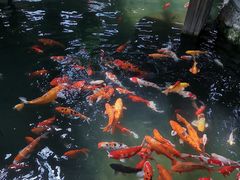 -南宫五洲植物乐园