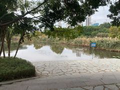 -五缘湾湿地公园