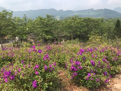 -田野绿世界