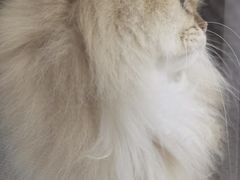 -钦宠·猫咪售卖·洗护·寄养(东圃旗舰店)