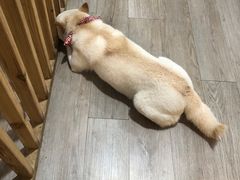 -柴迷FANS CLUB·柴犬狗咖·猫咖