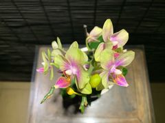 -稍可轩博物馆餐厅