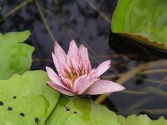 -上海辰山植物园