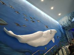 -芜湖新华联大白鲸海洋公园