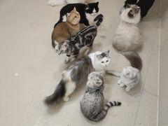 -共舞时光猫咖·狗咖(新街口店)