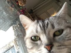-海边的猫和咖啡馆