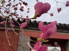 -红螺寺