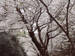 -武汉大学-樱园