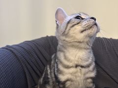 -瑞鹏宠物医院犬猫全科(真大分院)
