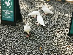 -西湖游船