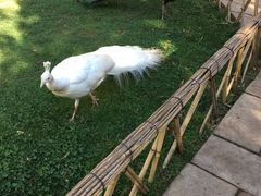 -昆明动物园