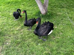 -万柳高尔夫俱乐部