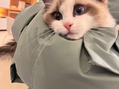 -团子家猫咪猫咖馆·柯基·柯尔鸭