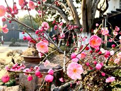 -东山雕花楼
