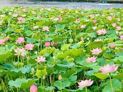 -荔湾湖公园