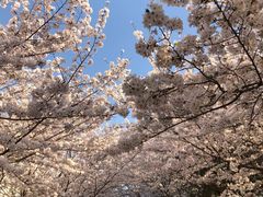 -高东镇樱花园